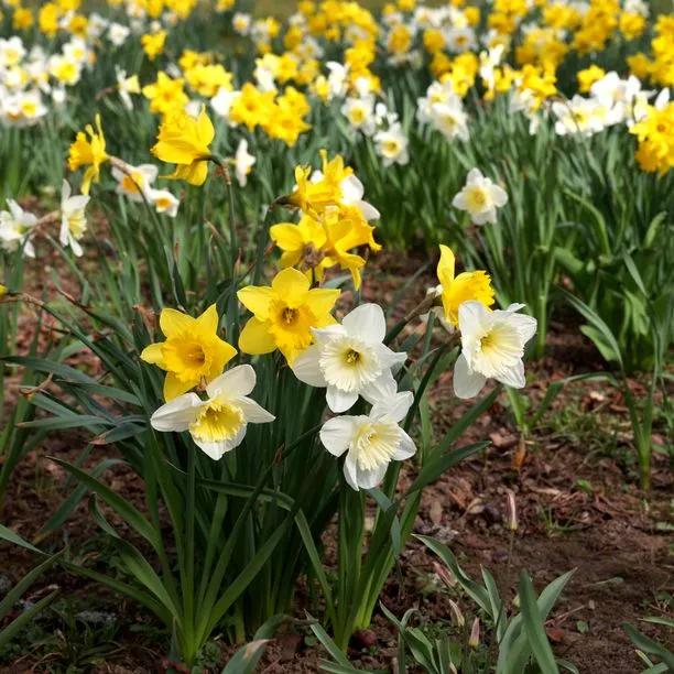 Daffodil - Naturalising Daffodil 1
